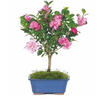 发财树、杜鹃花、茶花任你选！Walmart精选盆栽